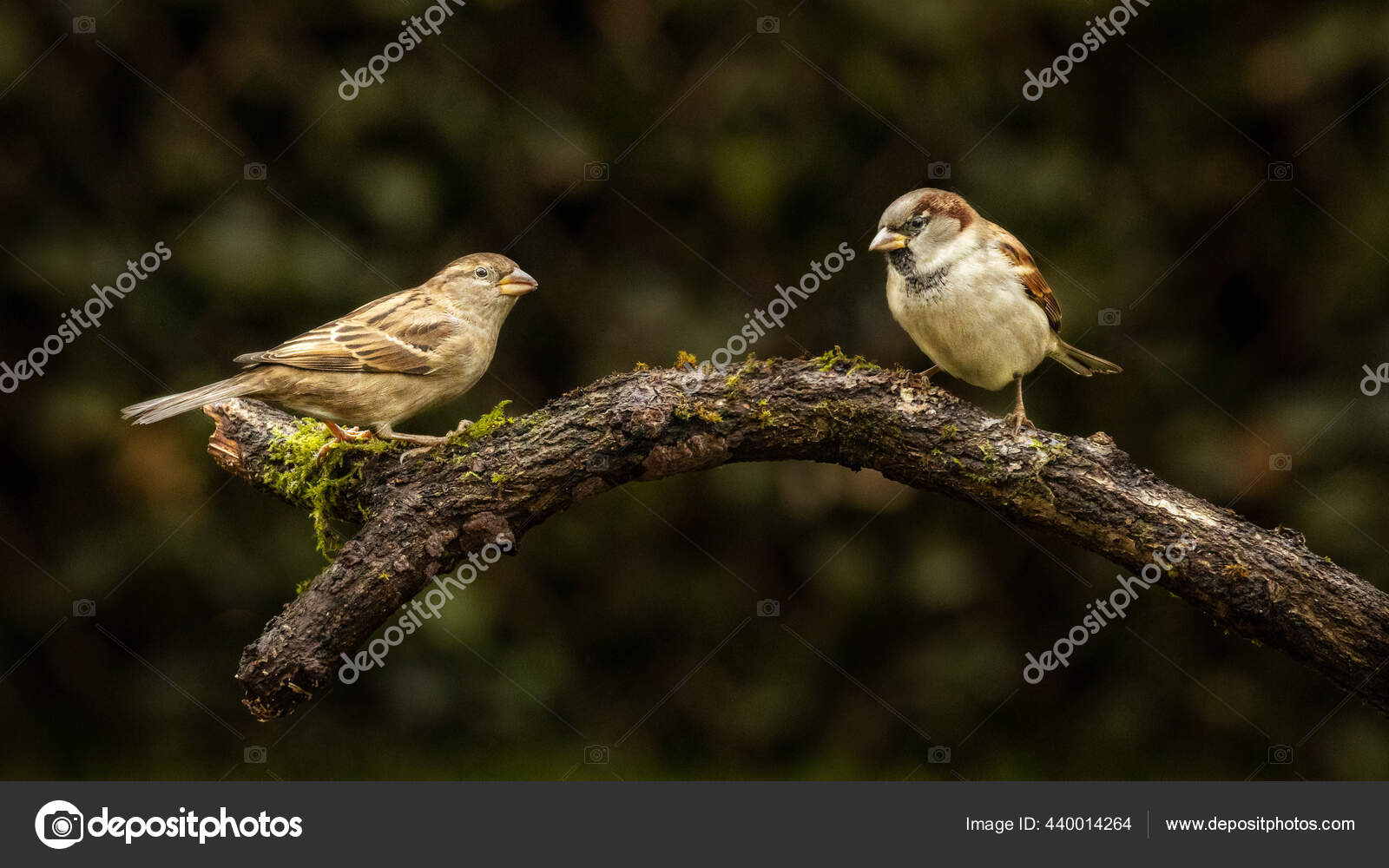 Burung Gereja Rumah Bertengger Stok Foto Burung Gereja Rumah Bertengger Gambar Bebas Royalti Depositphotos