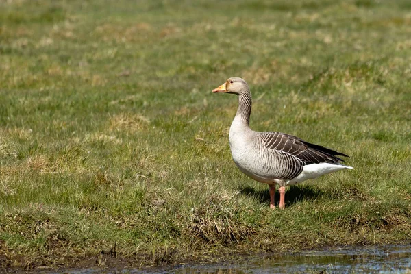 Greylag kaz (Anser anser) nehir kenarındaki çimlerde