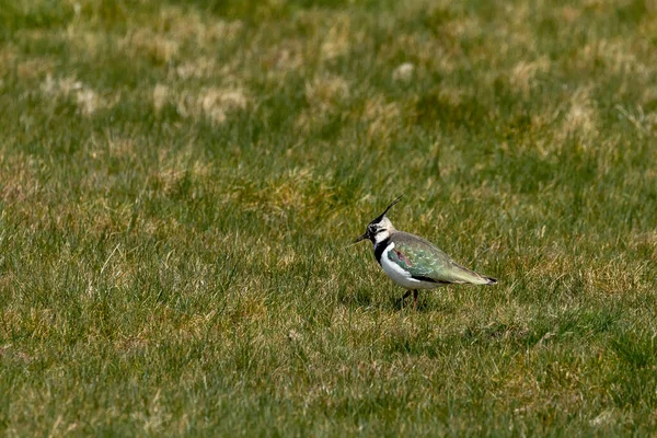 Vanellus Vanellus Commonly Known Lapwing Peewit — Stock Photo, Image