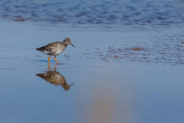 Fekete Farkú Godwit Limosa Limosa Téli Tollazat Tükröződik Mocsári Vízben — Stock Fotó