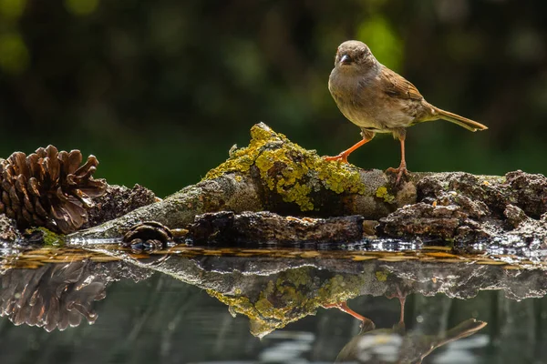 물가에 횃대에 Passer Domesticus — 스톡 사진