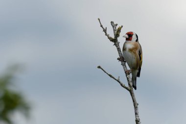 Erkek ispinoz sahilde bir sopa üzerinde oturuyor.