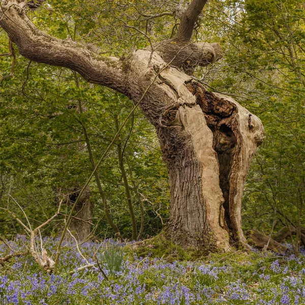 Bluebells Und Bäume Auf Britischem Naturwald — Stockfoto