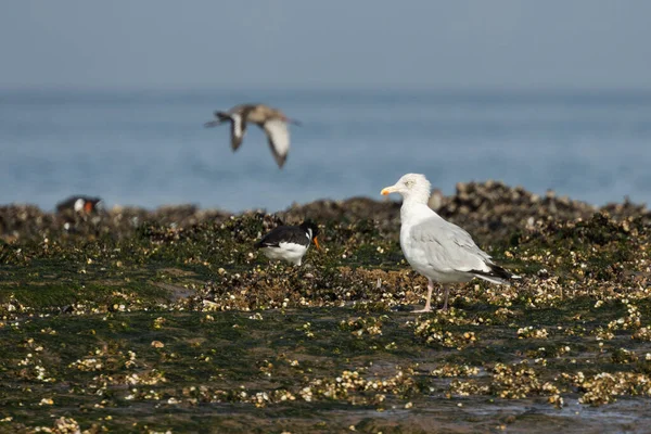 Coastal birds feeding on the beach rocks