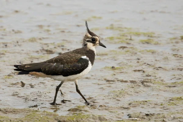 Kuzey kanadı (Vanellus vanellus) bataklık çamurunda beslenir.
