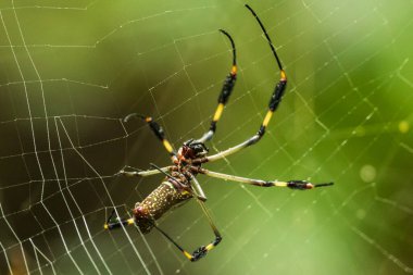 Islak örümcek ağındaki korkunç örümcek heykeli.