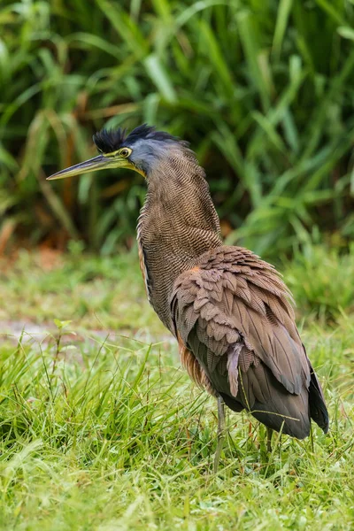 Corcovado Ulusal Parkı, Osa Penisula, Kosta Rika 'da çıplak boğaz kaplanı balıkçıl (Tigrisoma mexicanum)