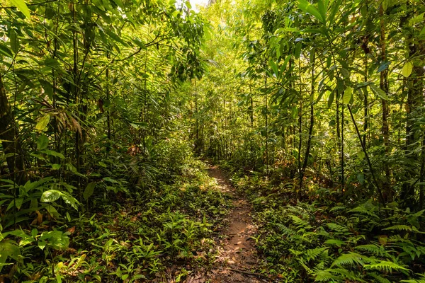 Kosta Rika 'daki Corcovado Ulusal Parkı' ndaki birincil yağmur ormanlarındaki (orman) yol
