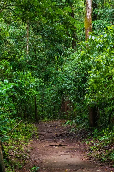 Kosta Rika 'daki Corcovado Ulusal Parkı' ndaki birincil yağmur ormanlarındaki (orman) yol