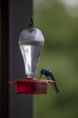 Su yemliğinden su içen minik bir Colibri kuşunun dikey görüntüsü.