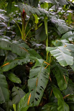 Vertical shot of green Dumb Cane leaves grown in a forest