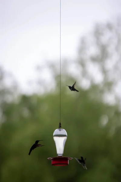 Fotografie verticală a păsărilor mici Colibri care zboară lângă alimentatorul de apă — Fotografie, imagine de stoc