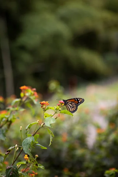 Вертикальний знімок монарха-метелика, що натягується на квітку — стокове фото