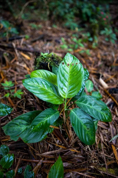 Вертикальний знімок зеленого листя рослини, вирощеного в лісі — стокове фото