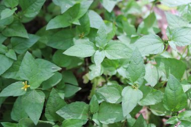 small shrubs, plants in the garden