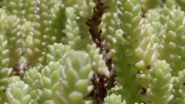 Bitkilerin bulutlanmasına bakıyorum