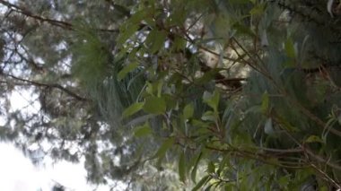 Rüzgar için biraz yaprak kıpırdanıyor.