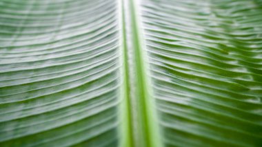 Sahte Muz Ensete Ventrikozum Yaprak Doku Bitkisi