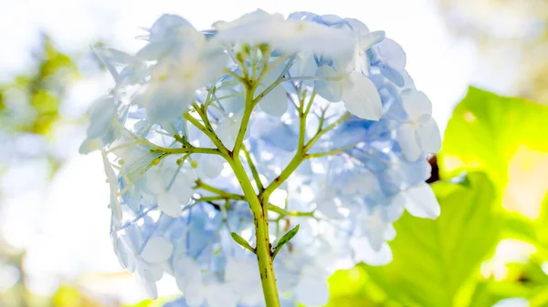 Mavi Ortanca Hortensiya Çiçeği Yakın plan