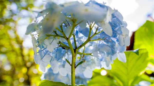 Mavi Ortanca Hortensiya Çiçeği Yakın plan