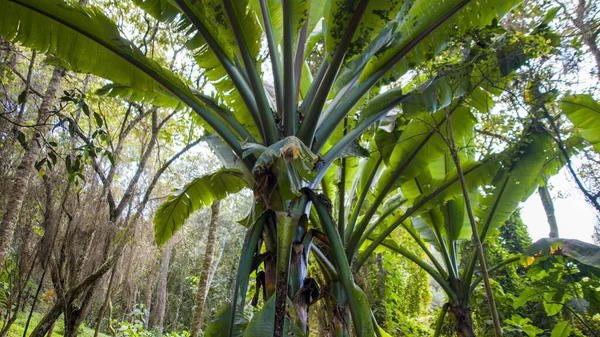 Sahte Muz Ensete Ventricosum Bitkisi