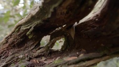 an old trunk in the forest closeup