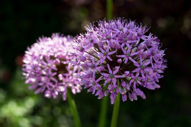 Menekşe dekoratif sarımsak