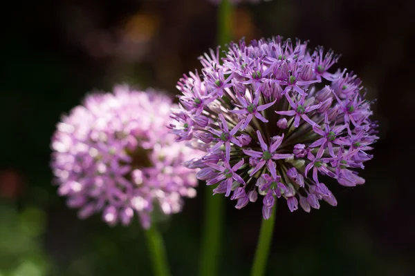 Violet decorative garlic — Stock Photo, Image