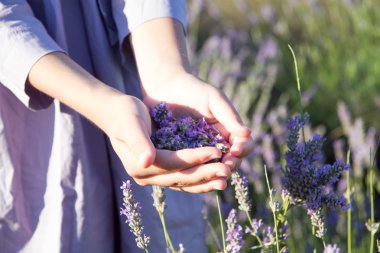 kadın ellerinde lavanta