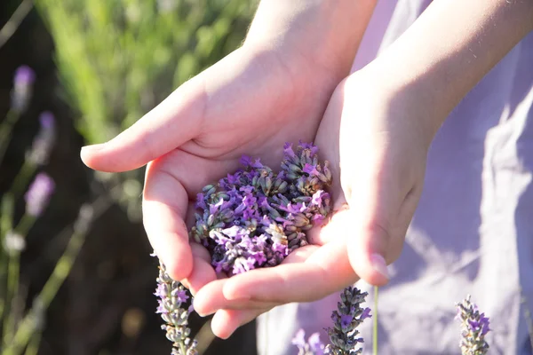 Lavendel in vrouwelijke handen — Stockfoto