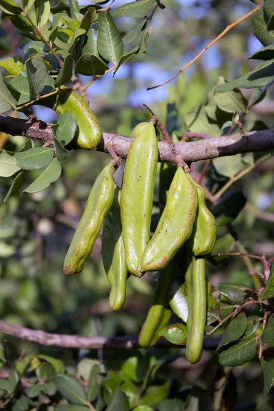 Ceratonia Baum - Öko-Johannisbrot — Stockfoto