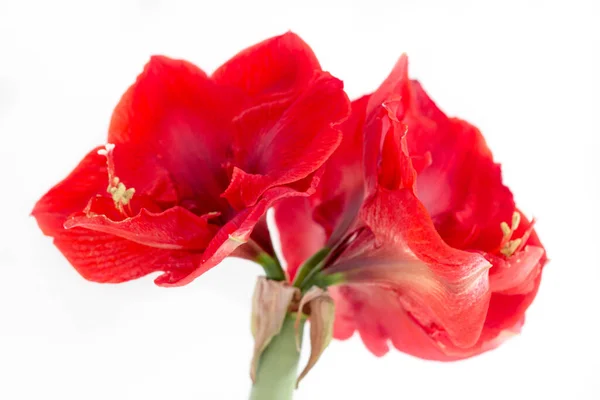 Çiçek Açan Kırmızı Amaryllis Çiçeği — Stok fotoğraf