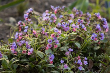Arı dostu bitkiler akciğer otu çiçekleri