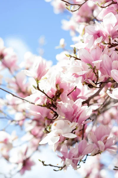 Rosa Magnolia Blommor Den Blå Himlen Bakgrund — Stockfoto