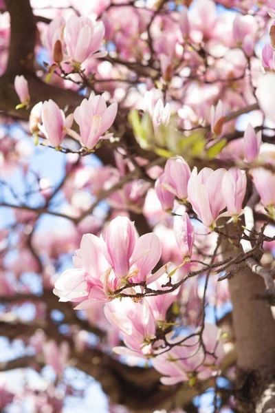 Rosa Magnolia Blommor Den Blå Himlen Bakgrund — Stockfoto