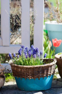 Bahçedeki saksıda bahar çiçekleri çiçek açan muscari üzümlü sümbül ve kırmızı lale 