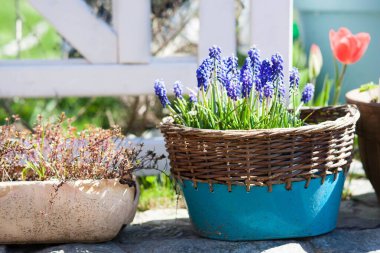 Bahçedeki saksıda bahar çiçekleri çiçek açan muscari üzümlü sümbül, kırmızı lale ve kekik