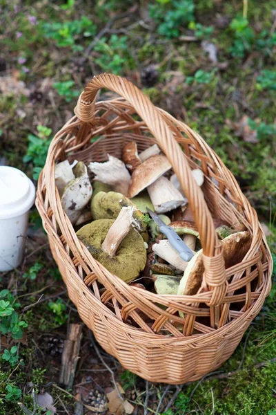 Mushroom Picking Forest Mushrooms Boletes Wicker Basket Autum Time — Stock Photo, Image