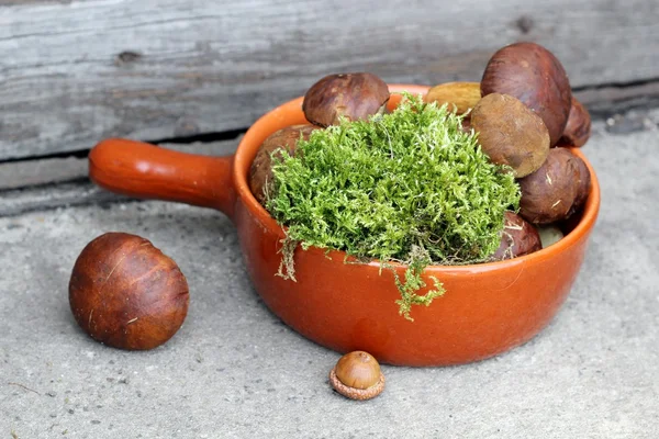 Boletes och moss i terracotta stekpanna — Stock fotografie