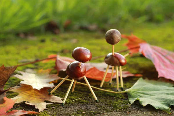 Kastanjes dieren — Stockfoto