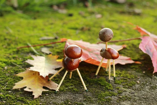 Kastanjes plezier — Stockfoto