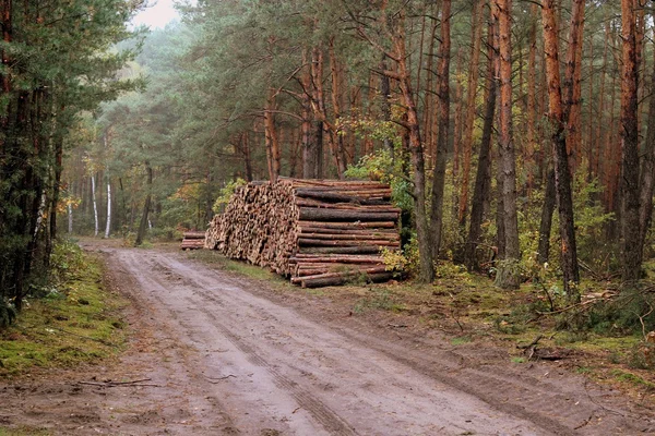 Pine trunks — Stock Photo, Image