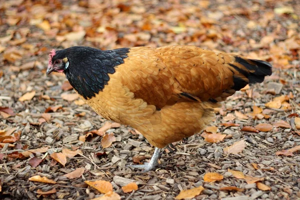 Hen on the leaves — Stock Photo, Image