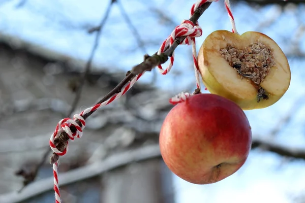 Kış Bahçe kuş besleme