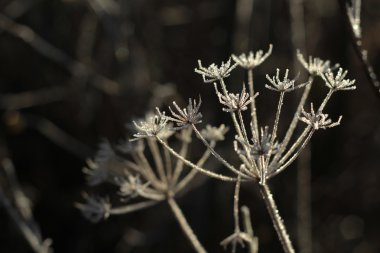 Frost'un üzerinde bitki