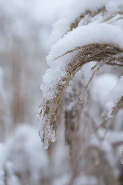 Gras mit Schnee und Eis bedeckt — Stockfoto