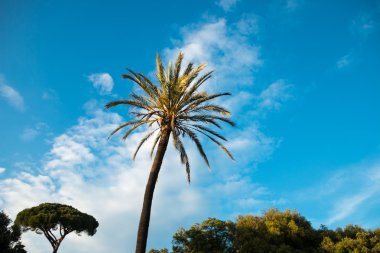 Prag Tv Kulesi, Çek Cumhuriyeti