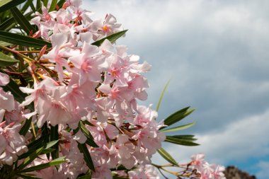 kalıntıları antik Pompei, İtalya