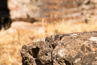 Hadrian'ın Villa, Roma İmparatoru'nın ' Villa