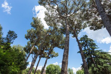 Roma'da ünlü Roma Harabeleri